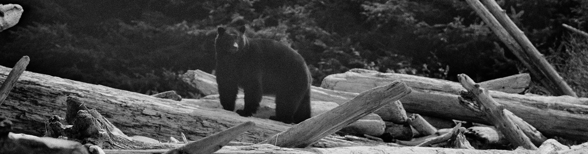 Animals in B&W