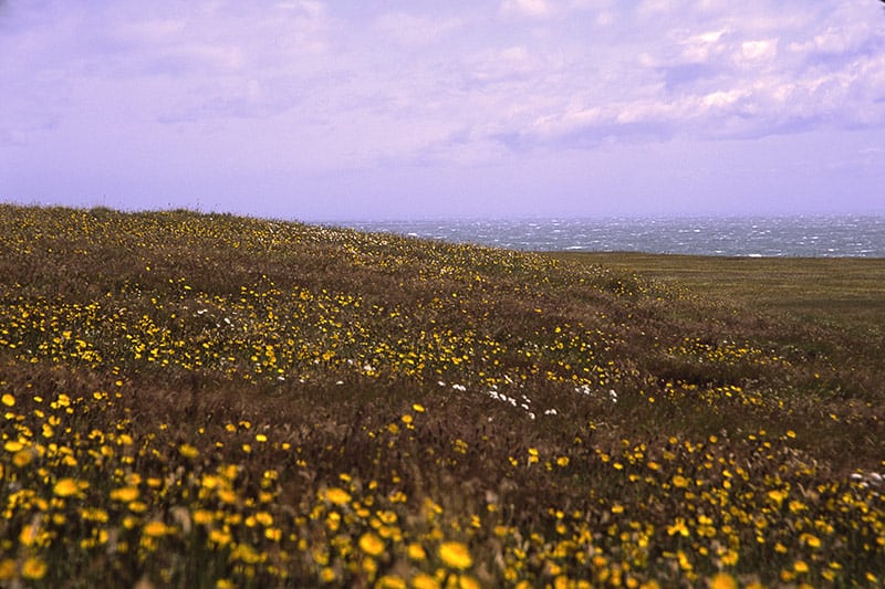 The Magellan image 0