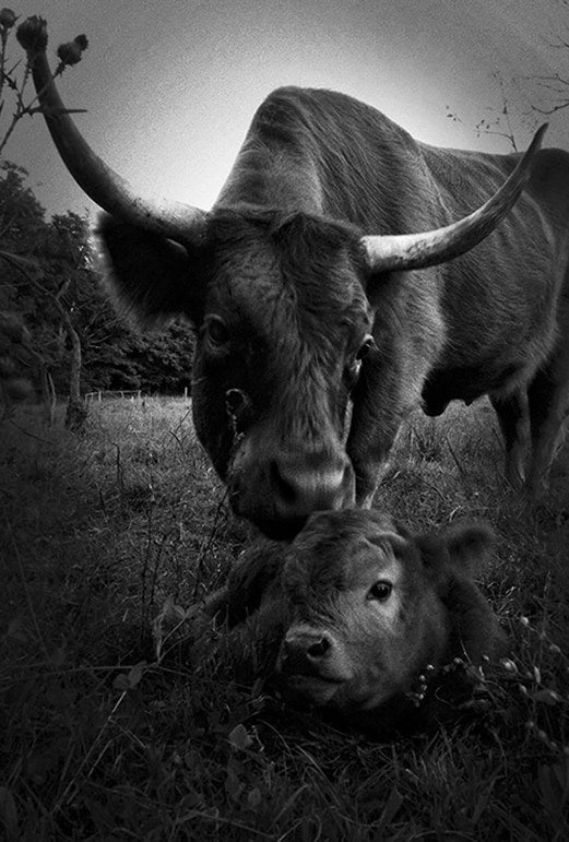New Born image 0