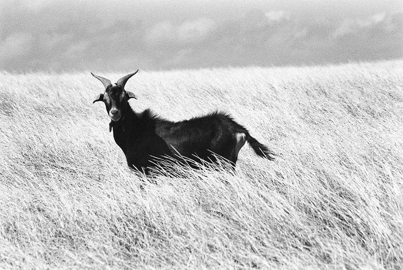 Pablo image 0