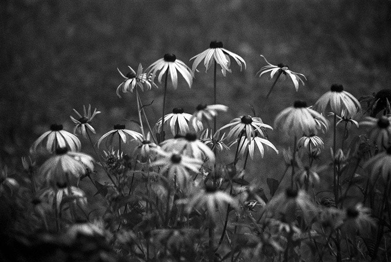 Echinacea image 0