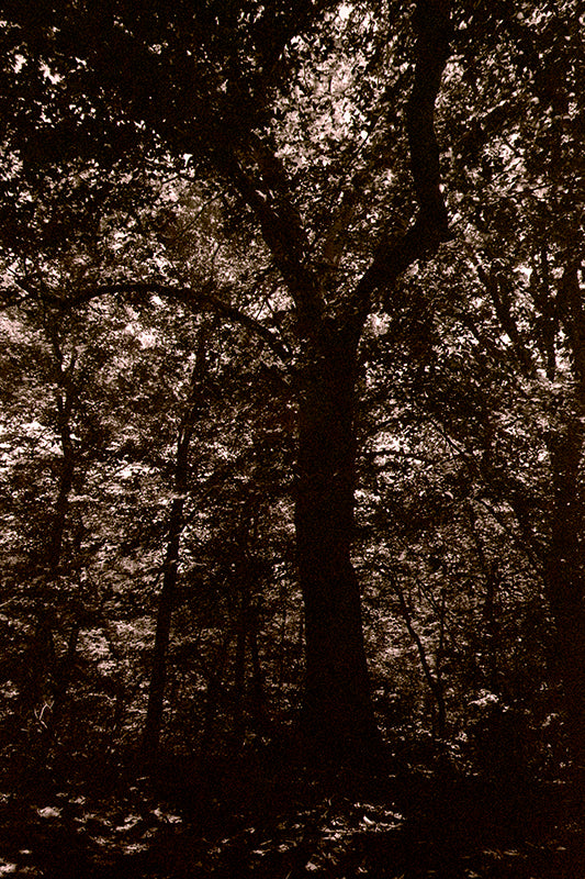 The Forest
