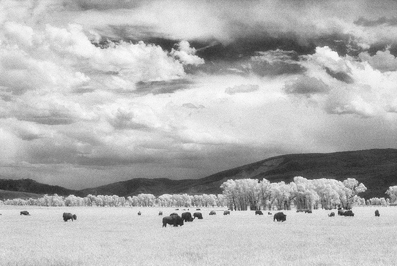 Buffalo Grounds image 0