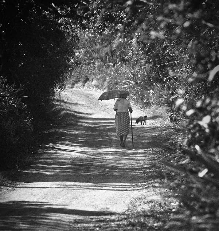 Walking the Pigs Home image 0