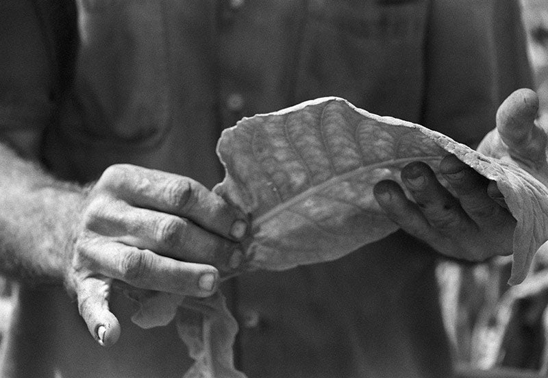 Working Hand I image 0