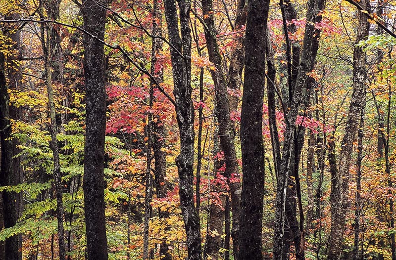 Mirage of Color image 0