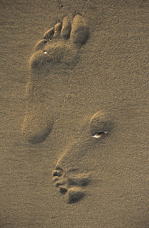 Feathered Footsteps image 0