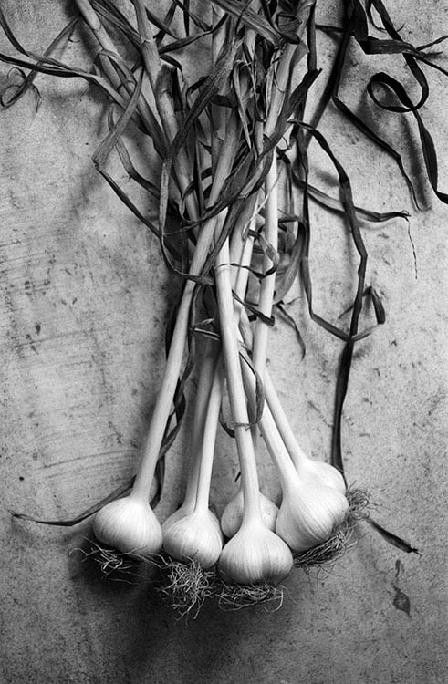 Garlic Study II image 0