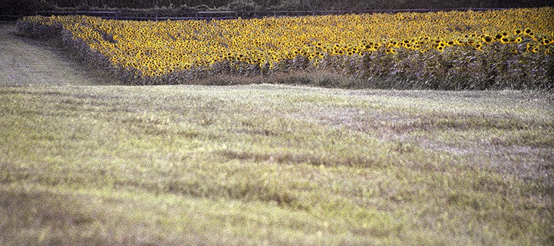 Field of Dreams image 0