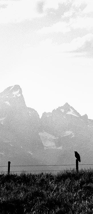 Raven Speaks image 0