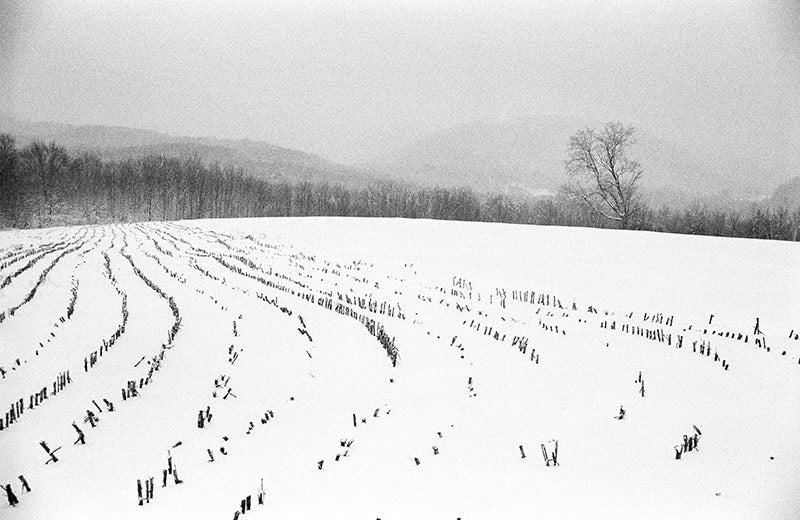 Potato Fields image 0