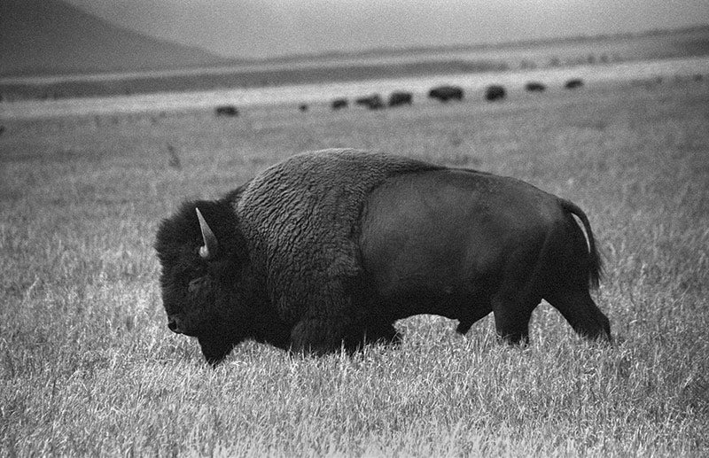 Buffalo Speaks image 0