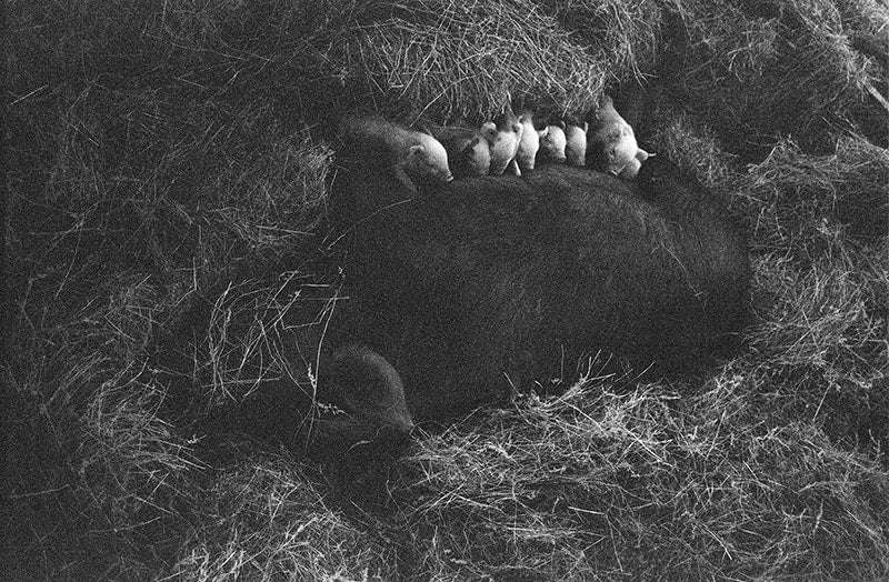 A Drift of Pigs image 0
