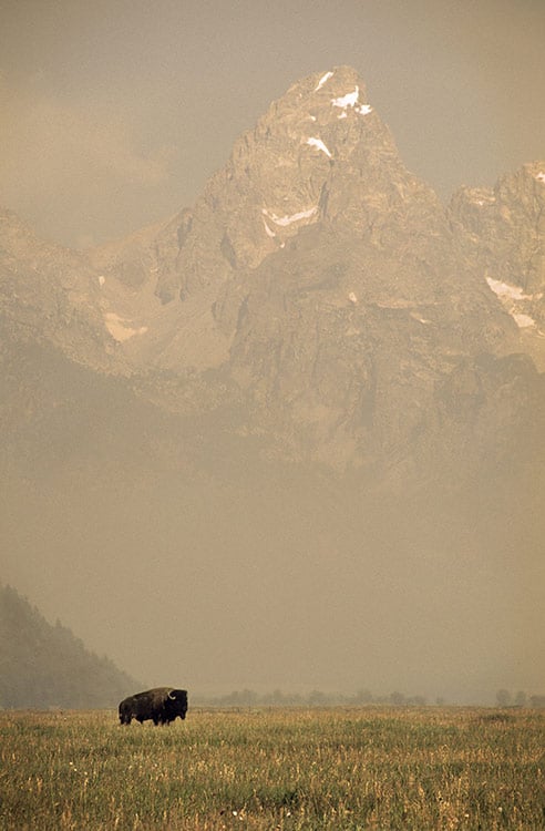 Buffalo Grounds image 0