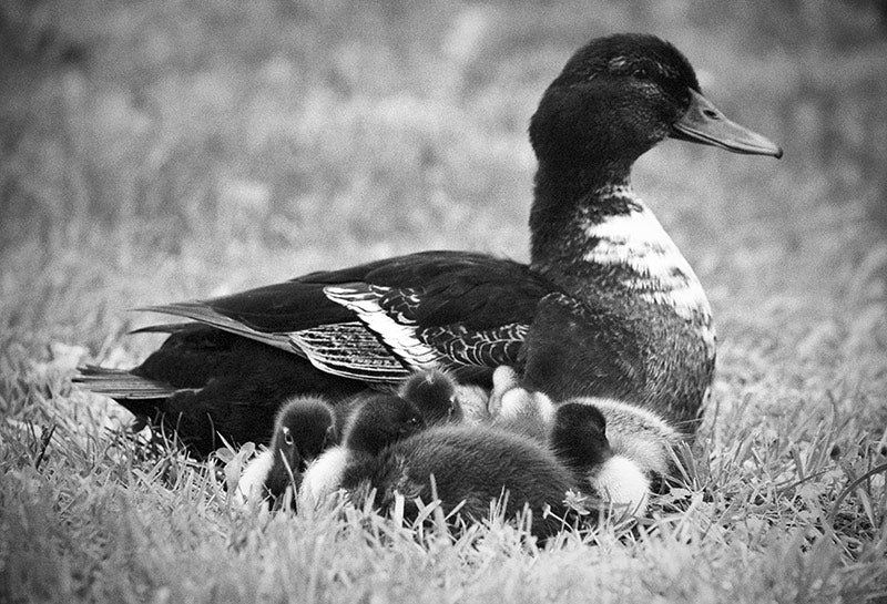 Ducklings image 0