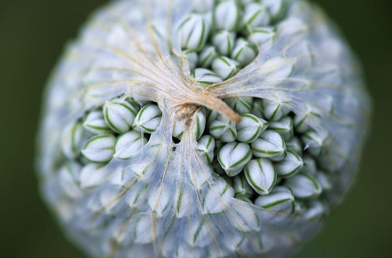 Seed of Light image 0