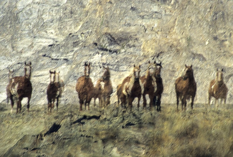 The Petroglyph image 0