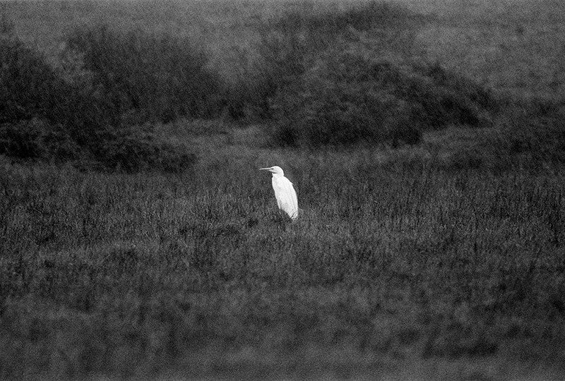Great White Egret image 0