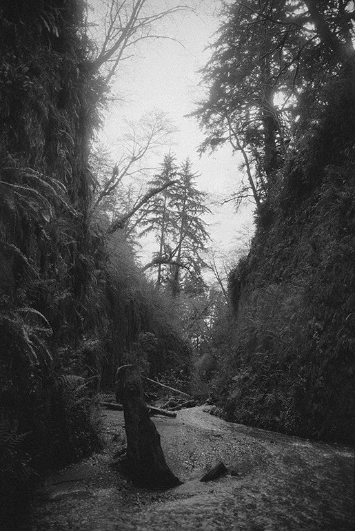 Fern Canyon image 0