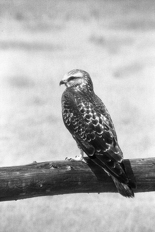 Hawk Speaks image 0