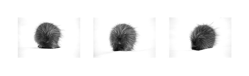 Porcupine image 0
