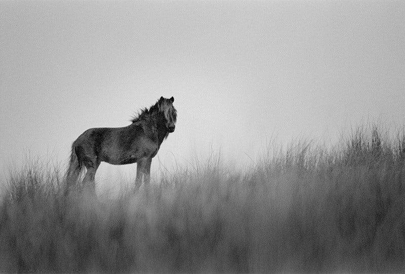 Wild Reign image 0