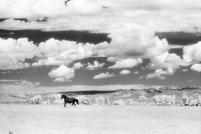 Black Stallion image 0
