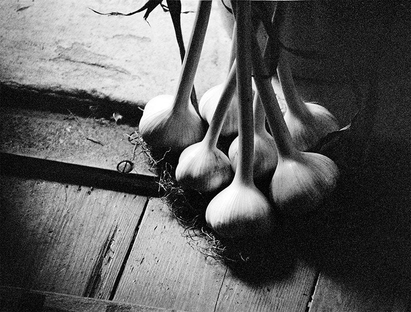 Garlic Study image 0