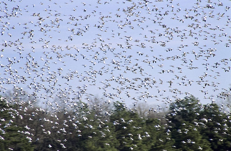 Visiting Voyagers image 0