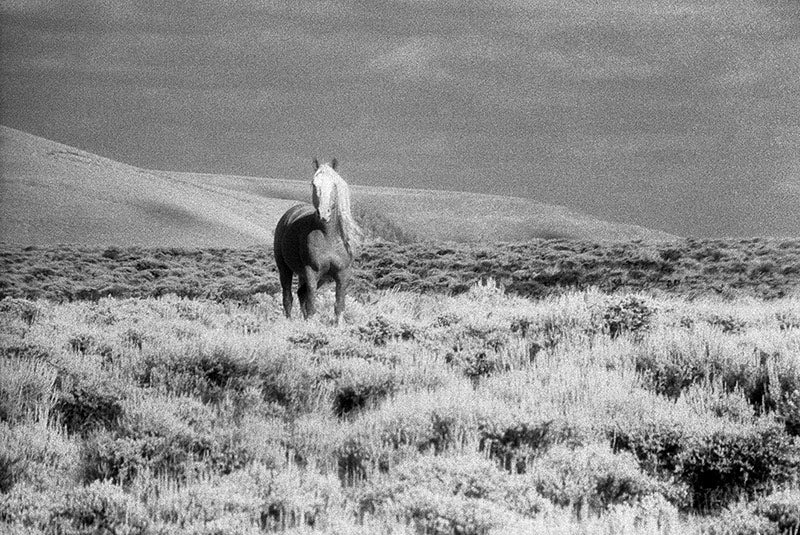 Wanderer image 0