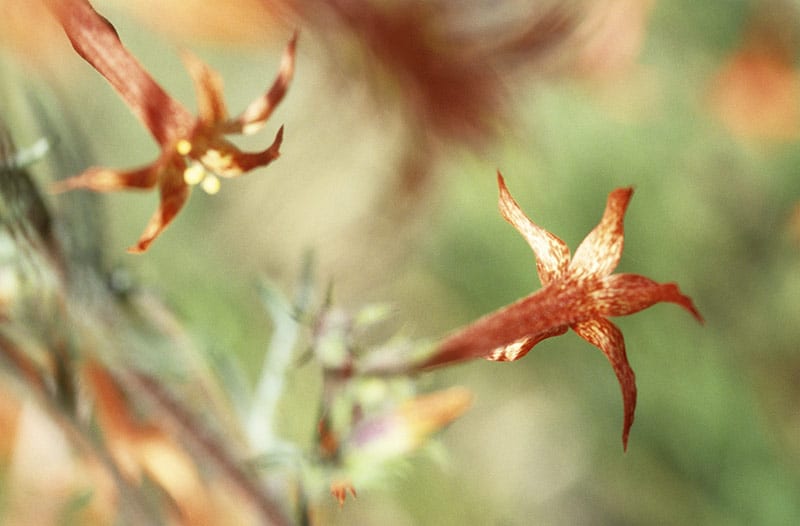 Shooting Stars image 0