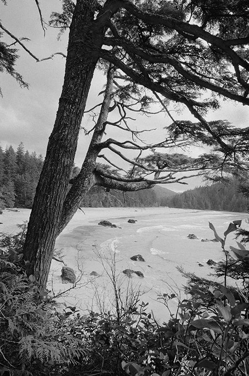 Temperate Utopia image 0