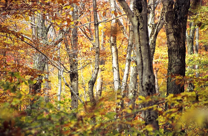 Mirage of Color II image 0