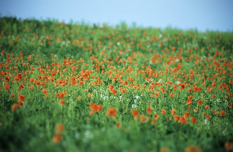 Poppy Fields image 0