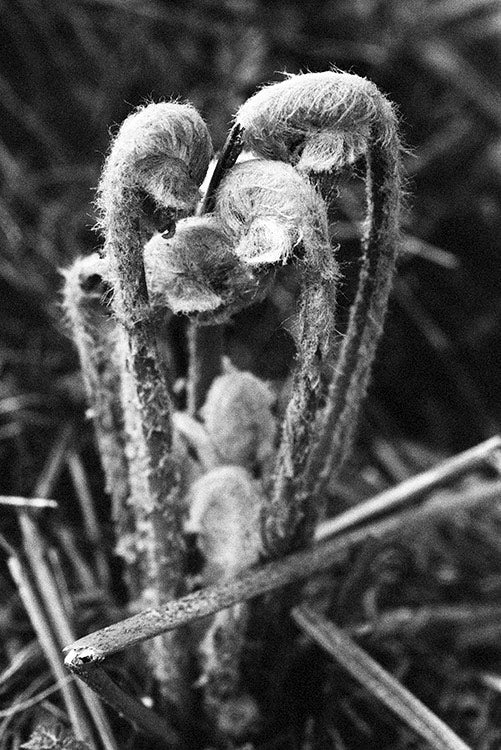 Fiddlehead Rising II image 0