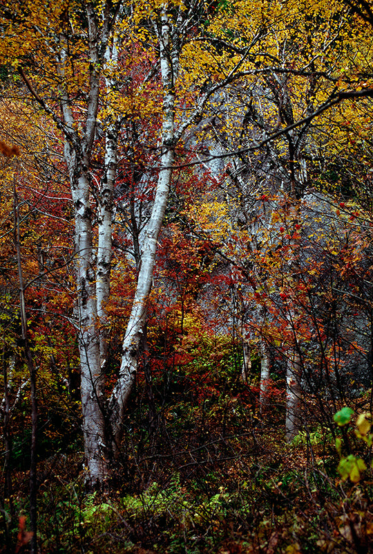 Autumns Introspection