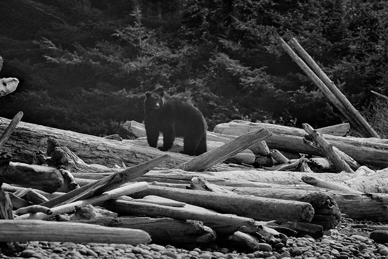 Bear Speaks