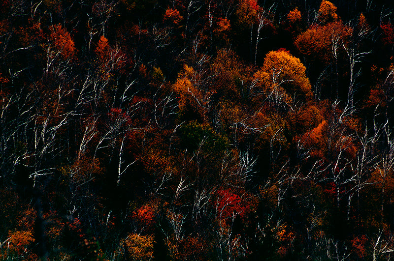 Fire on the Mountain