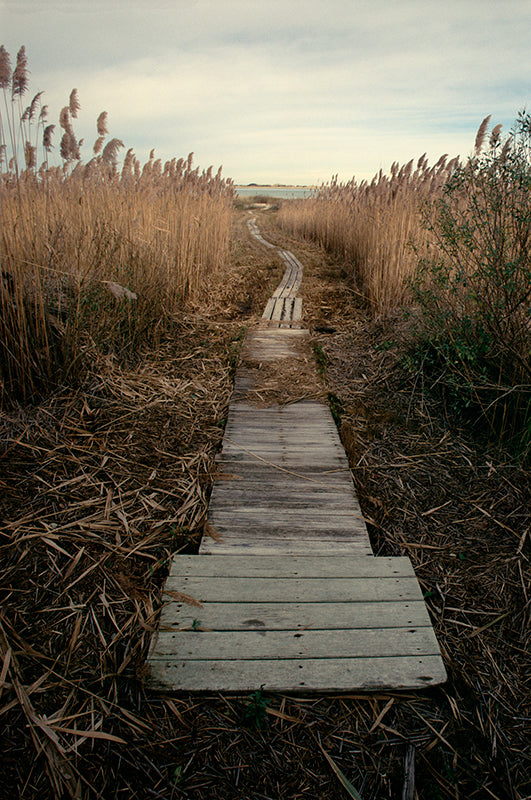 Path to Sandy Neck