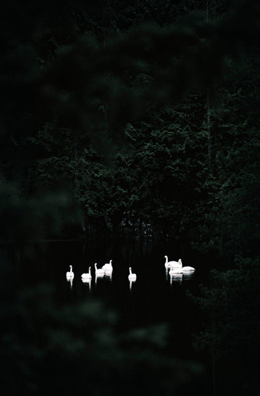 Swans Landing