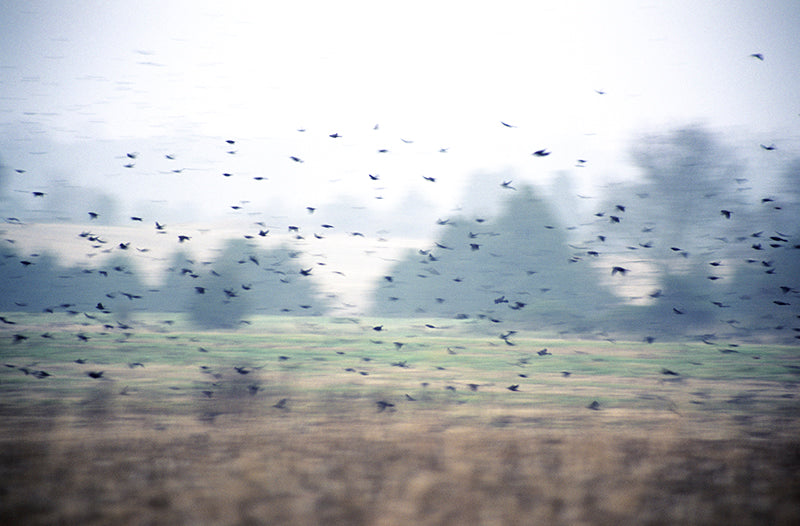 Whispering Wings