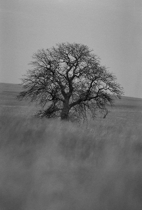 Wisdom Tree