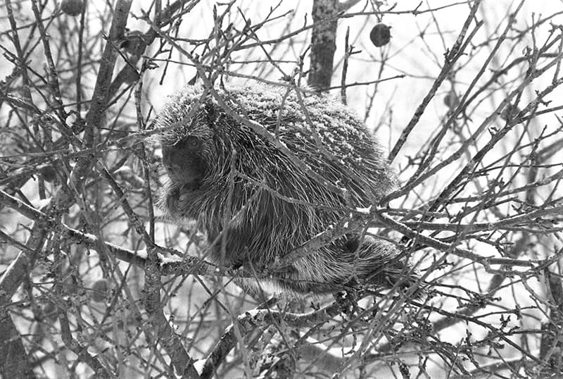 Resident Porcupine image 0