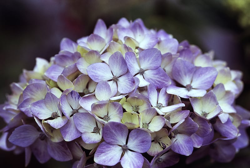Hydrangea image 0