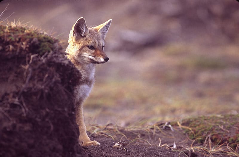 The Trickster image 0