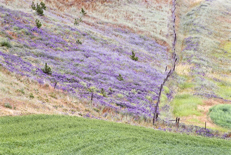 Heather Fields image 0