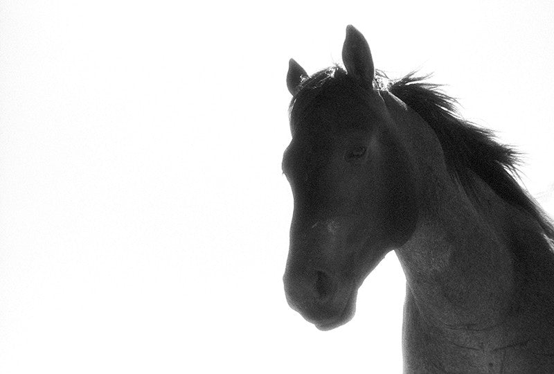 Shadow image 0