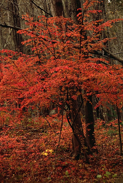 Contemplation Tree image 0