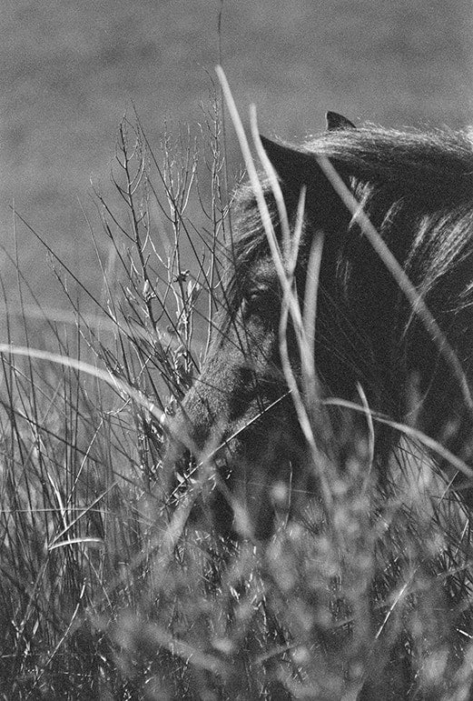 Softly Spoken image 0