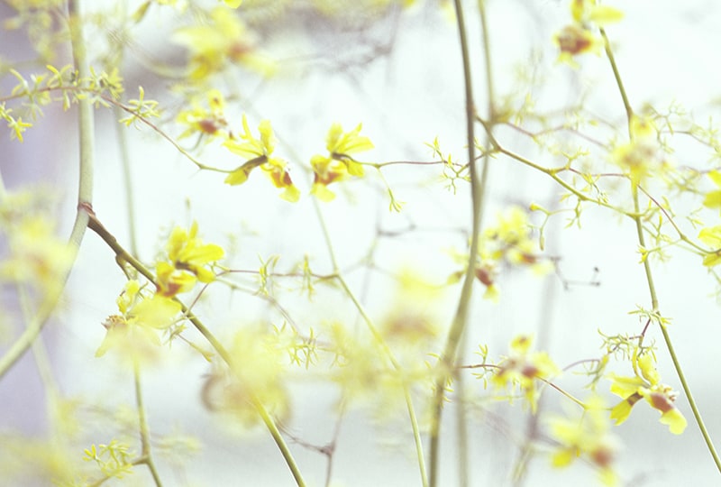 Passing Dream image 0